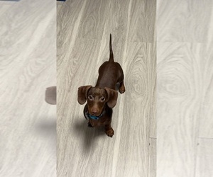 Dachshund Puppy for sale in EULESS, TX, USA