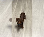 Small Photo #1 Dachshund Puppy For Sale in EULESS, TX, USA