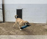 Small #5 Anatolian Shepherd-Rhodesian Ridgeback Mix
