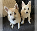 Small #133 Pomsky
