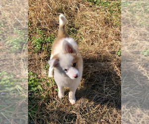 Australian Shepherd-Samoyed Mix Dogs for adoption in SPRINGFIELD, MO, USA