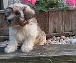 Puppy Bradley Havanese