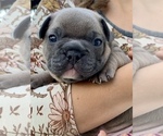 Small Photo #2 French Bulldog Puppy For Sale in WOODLAND, CA, USA