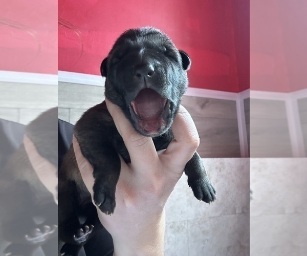 Medium Photo #8 German Shepherd Dog Puppy For Sale in LAKE ELSINORE, CA, USA