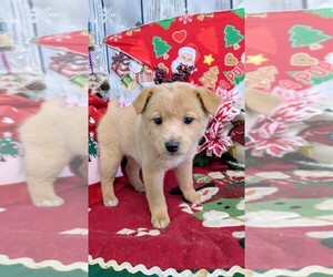 Golden Retriever Puppy for sale in HAMMOND, IN, USA