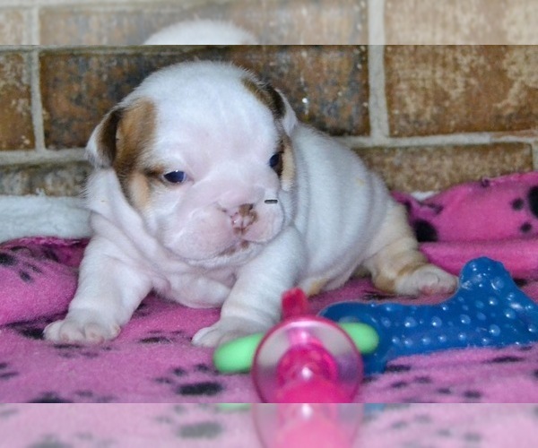 Medium Photo #1 English Bulldog Puppy For Sale in LUBBOCK, TX, USA