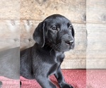 Small #1 Labrador Retriever