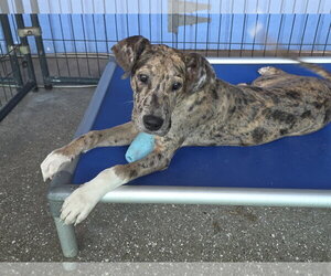 Great Dane Dogs for adoption in Palm Beach, FL, USA