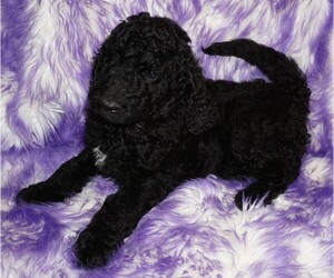 Labradoodle Puppy for sale in LA HABRA, CA, USA