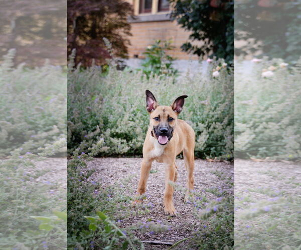 Medium Photo #2 Mutt Puppy For Sale in Sandy, UT, USA