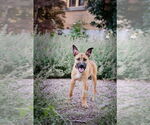 Small #1 Mutt