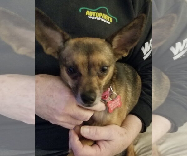 Medium Photo #6 Chihuahua Puppy For Sale in Mount Laurel, NJ, USA