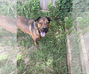 Mountain Cur-Unknown Mix Dogs for adoption in Jackson, MS, USA