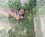 Small Mountain Cur Mix