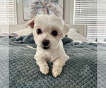 Small #2 Maltese Mix