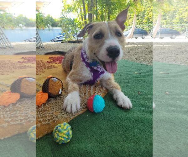 Medium Photo #2 Parson Russell Terrier-Unknown Mix Puppy For Sale in Key Largo, FL, USA