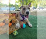 Small #1 Parson Russell Terrier Mix