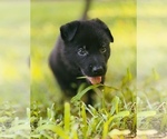 Puppy Lime German Shepherd Dog