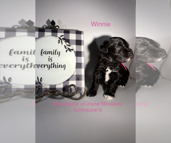 Medium Photo #7 Schnauzer (Miniature) Puppy For Sale in SAINT LOUIS, MO, USA