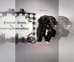 Litter of 4 - Male(s) and Female(s) Schnauzer (Miniature)Litter of Puppies for Sale - Photo #7