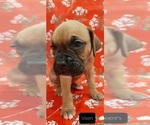 Small Photo #1 Boxer Puppy For Sale in GOLDEN, CO, USA