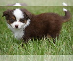 Small #5 Miniature Australian Shepherd