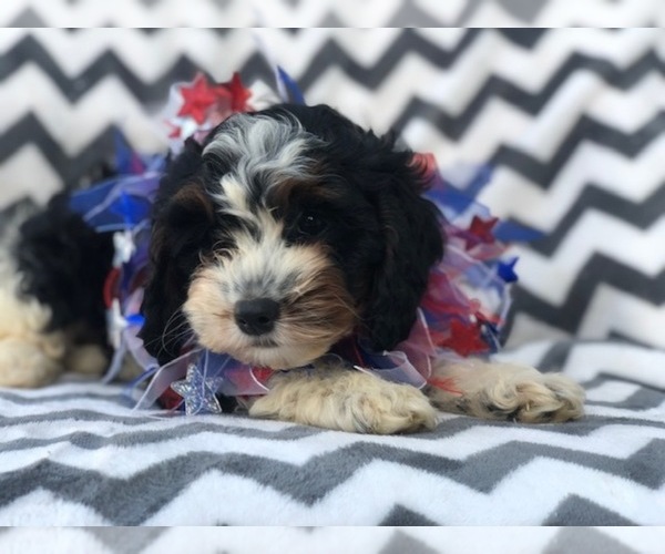 Medium Photo #8 Cavapoo Puppy For Sale in EAST EARL, PA, USA