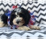 Small Photo #8 Cavapoo Puppy For Sale in EAST EARL, PA, USA