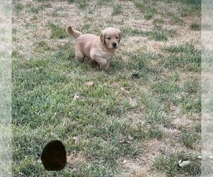 Medium Golden Retriever