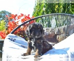 Small #1 Cavapoo