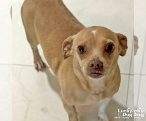 Chihuahua-Unknown Mix Dogs for adoption in Washington, DC, USA