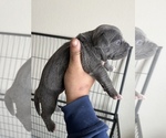 Puppy 2 American Bully