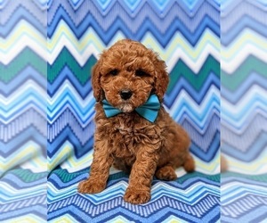 Cocker Spaniel-Poodle (Miniature) Mix Puppy for sale in KIRKWOOD, PA, USA