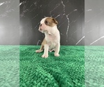 Small Photo #137 Boston Terrier Puppy For Sale in TULARE, CA, USA