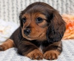 Small Photo #37 Dachshund Puppy For Sale in GOSHEN, IN, USA