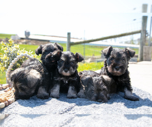 Schnauzer (Miniature) Litter for sale in BALTIC, OH, USA