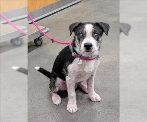 Border Collie-Siberian Husky Mix Dogs for adoption in Forestville, MD, USA