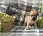 Small #1 Puggle