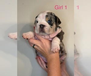 English Bulldog Puppy for sale in SODDY DAISY, TN, USA