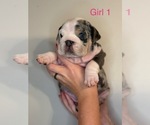 Small English Bulldog