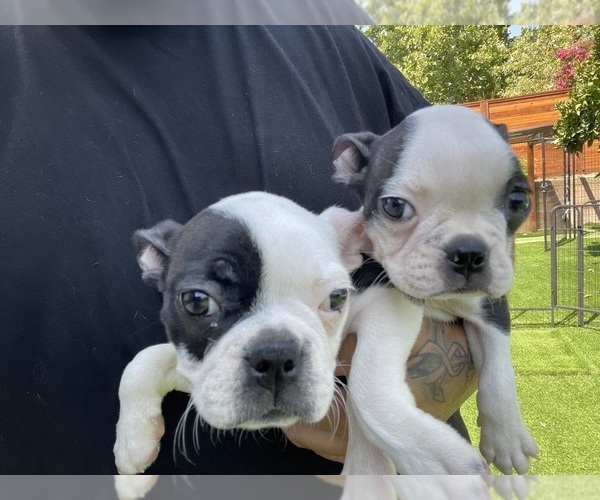 Medium Photo #1 Boston Terrier Puppy For Sale in VACAVILLE, CA, USA