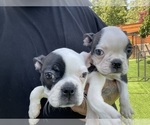 Small Photo #1 Boston Terrier Puppy For Sale in VACAVILLE, CA, USA