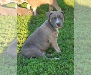 American Bully Puppy for Sale in KELL, Illinois USA