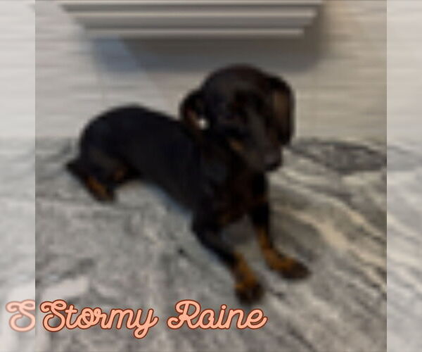 Medium Photo #7 Dachshund Puppy For Sale in San Antonio, TX, USA