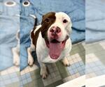 Small Bullypit
