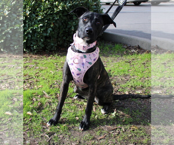 Medium Photo #1 American Pit Bull Terrier-Unknown Mix Puppy For Sale in Yuba City, CA, USA