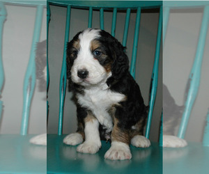 Bernedoodle Puppy for Sale in GEORGETOWN, Indiana USA