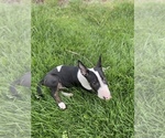 Small Photo #4 Bull Terrier Puppy For Sale in PITTSBURG, CA, USA
