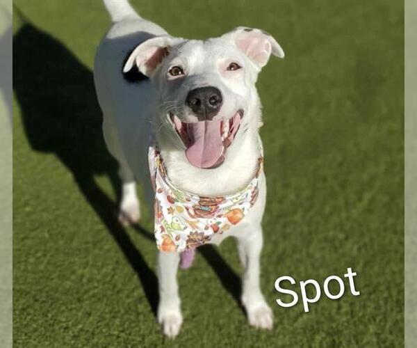 Medium Photo #1 American Pit Bull Terrier-Unknown Mix Puppy For Sale in Placerville, CA, USA