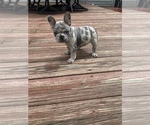 Small Photo #4 French Bulldog Puppy For Sale in WESTERVILLE, OH, USA